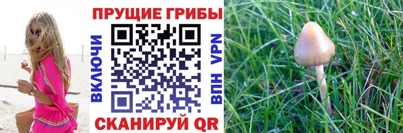 Галлюциногенные грибы Psilocybe  Купить где  Щёлкино 